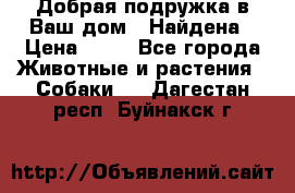 Добрая подружка,в Ваш дом!!!Найдена › Цена ­ 10 - Все города Животные и растения » Собаки   . Дагестан респ.,Буйнакск г.